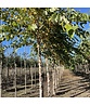 Schwarzbirke-Flussbirke | Betula nigra Schwarzbirke-Flussbirke | Betula nigra
