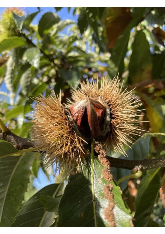 Esskastanienbaum | Castanea sativa Esskastanienbaum | Castanea sativa