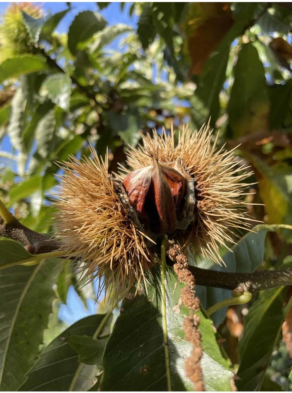 Esskastanie - Edelkastanie - Marone | Castanea sativa Esskastanie - Edelkastanie - Marone | Castanea sativa