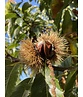 Esskastanienbaum | Castanea sativa Esskastanienbaum | Castanea sativa
