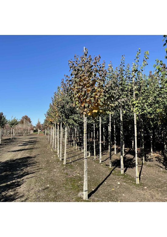 Lebkuchenbaum | Cercidiphyllum japonicum Lebkuchenbaum | Cercidiphyllum japonicum