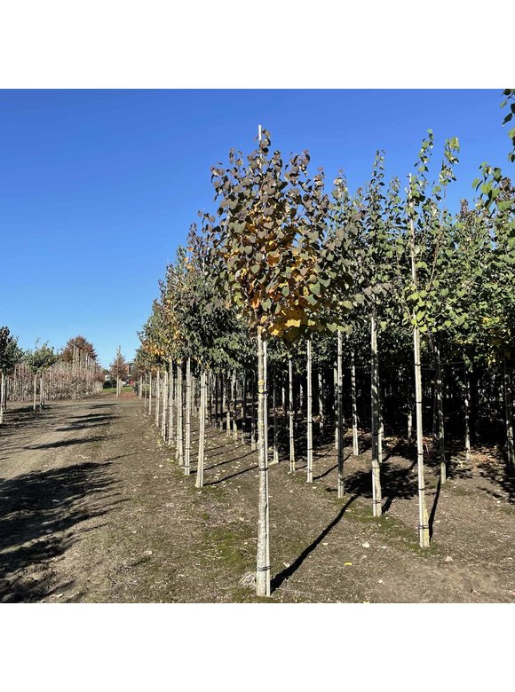 Lebkuchenbaum - Judasblattbaum - Katsurabaum | Cercidiphyllum japonicum Lebkuchenbaum - Judasblattbaum - Katsurabaum | Cercidiphyllum japonicum