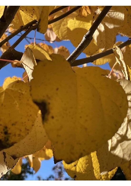 Lebkuchenbaum | Cercidiphyllum japonicum Lebkuchenbaum | Cercidiphyllum japonicum