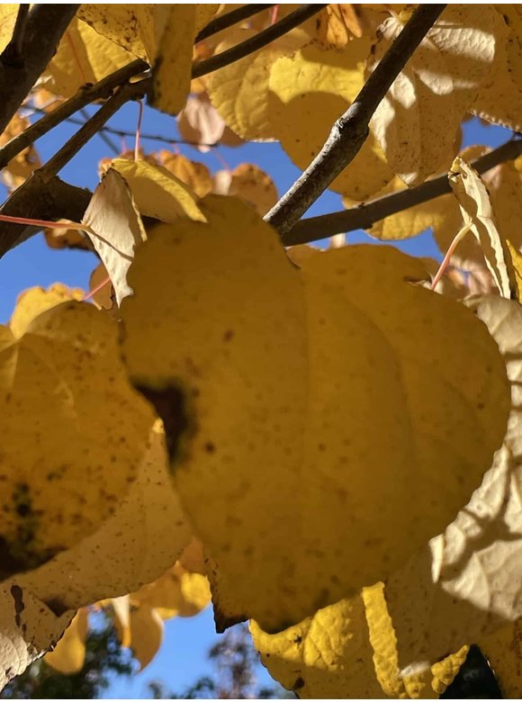 Lebkuchenbaum - Judasblattbaum - Katsurabaum | Cercidiphyllum japonicum Lebkuchenbaum - Judasblattbaum - Katsurabaum | Cercidiphyllum japonicum