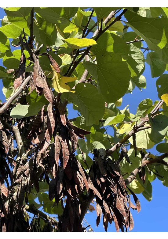Kleiner Gemeiner Judasbaum | Cercis siliquastrum Kleiner Gemeiner Judasbaum | Cercis siliquastrum