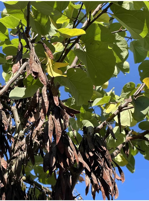 Kleiner Gemeiner Judasbaum | Cercis siliquastrum Kleiner Gemeiner Judasbaum | Cercis siliquastrum