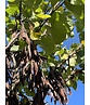 Kleiner Gemeiner Judasbaum | Cercis siliquastrum Kleiner Gemeiner Judasbaum | Cercis siliquastrum