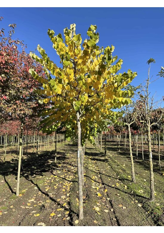 Gewönliche Judasbaum | Cercis siliquastrum