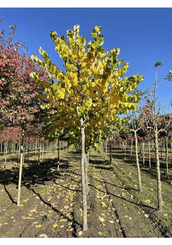 Gewönliche Judasbaum | Cercis siliquastrum