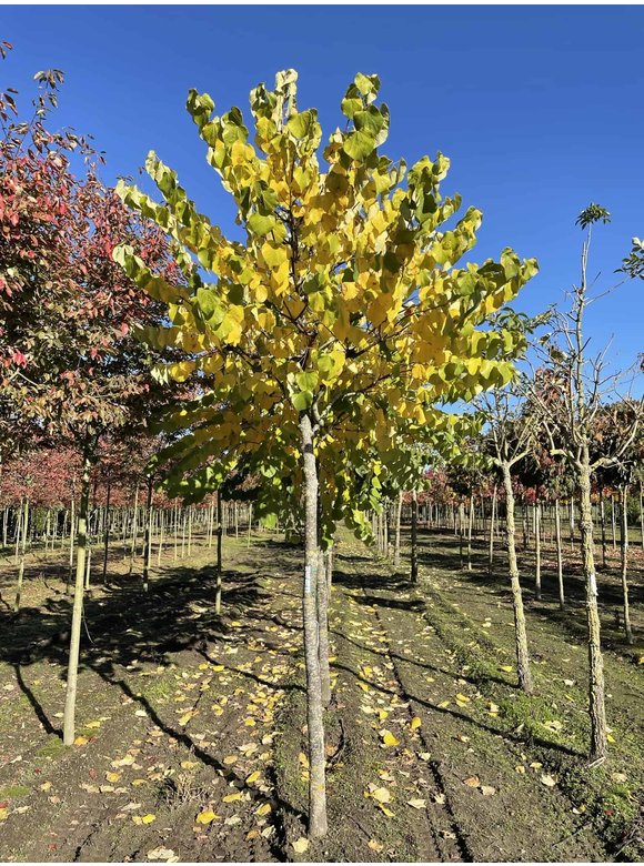 Gewönliche Judasbaum | Cercis siliquastrum Gewönliche Judasbaum | Cercis siliquastrum