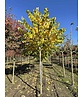 Gewönliche Judasbaum | Cercis siliquastrum