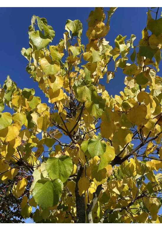 Gewönliche Judasbaum | Cercis siliquastrum