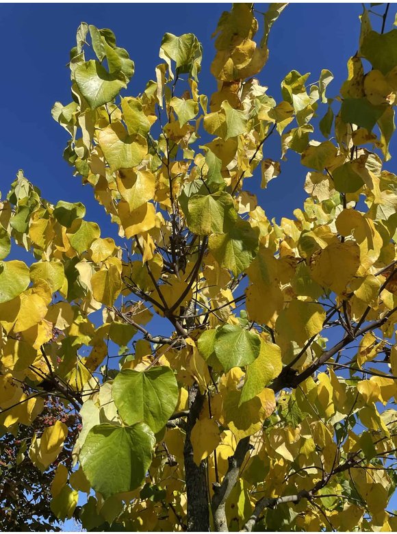 Gewönliche Judasbaum | Cercis siliquastrum Gewönliche Judasbaum | Cercis siliquastrum