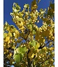 Gewönliche Judasbaum | Cercis siliquastrum