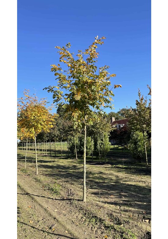 Amerikanisches Gelbholz | Cladrastris kentukea