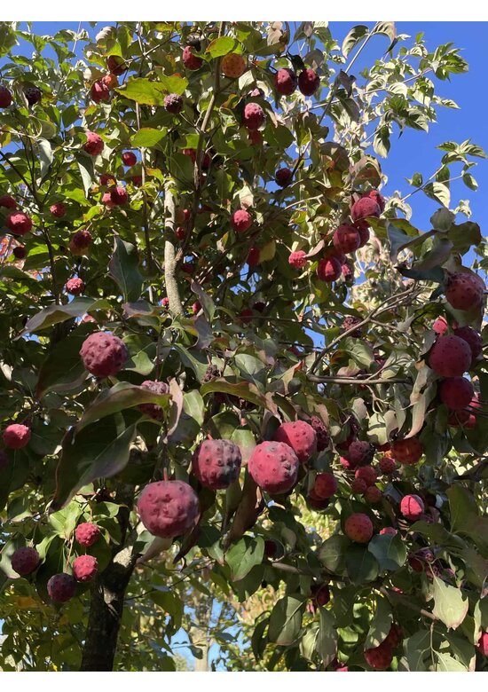Chinesischer Blumen-Hartriegel 'Chinensis' | Cornus kousa 'Chinensis'