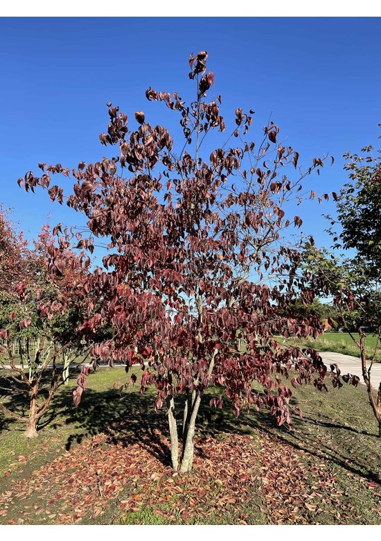 Chinesischer Blumenhartriegel 'Chinensis' - Mehrstämmig | Cornus kousa 'Chinensis'