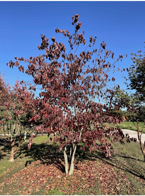 Chinesischer Blumenhartriegel 'Chinensis' - Mehrstämmig | Cornus kousa 'Chinensis' Chinesischer Blumenhartriegel 'Chinensis' - Mehrstämmig | Cornus kousa 'Chinensis'