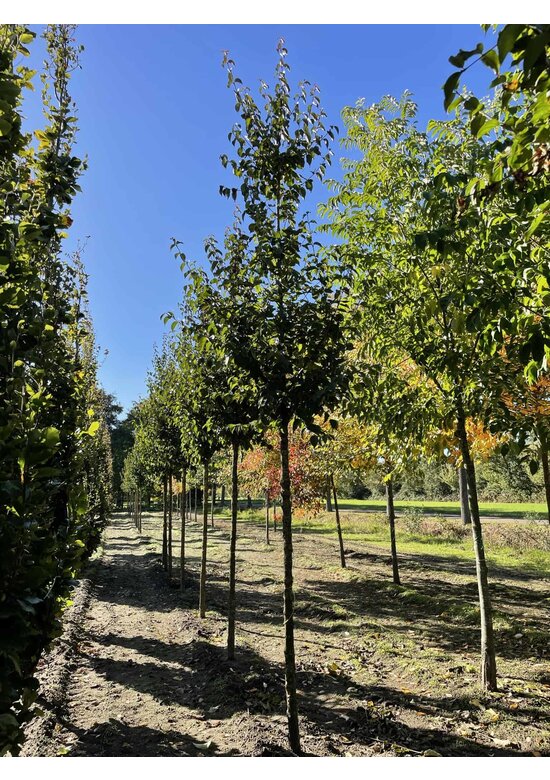 Kornelkirsche Baum | Cornus mas