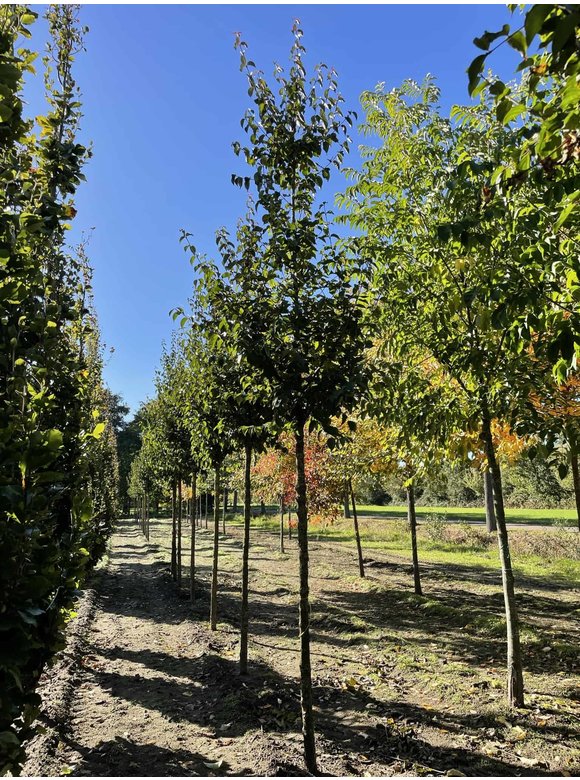 Kornelkirsche - Herlitze - Dirlitze | Cornus mas Kornelkirsche - Herlitze - Dirlitze | Cornus mas