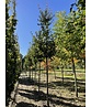 Kornelkirsche Baum | Cornus mas Kornelkirsche Baum | Cornus mas