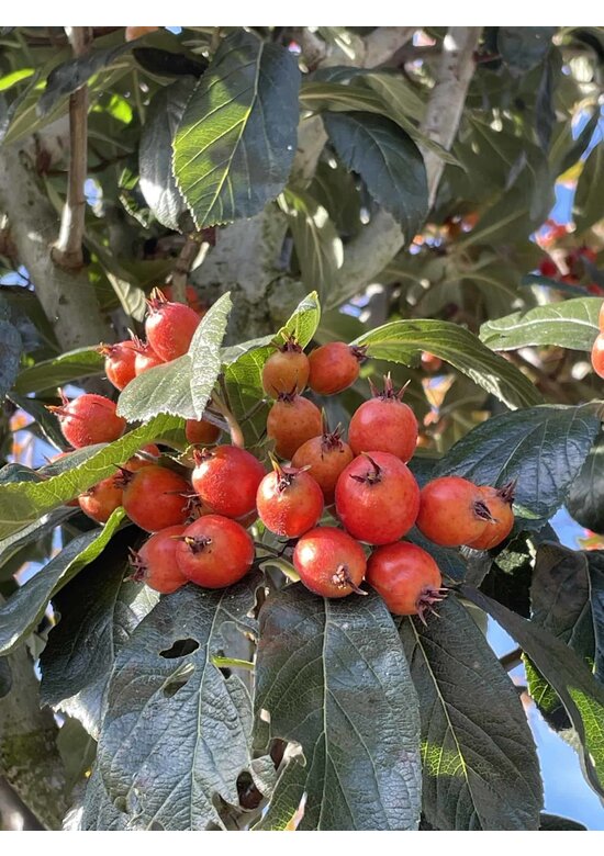 Apfeldorn - Lederblättrigen Weißdorn | Crataegus lavallei 'Carrierei'
