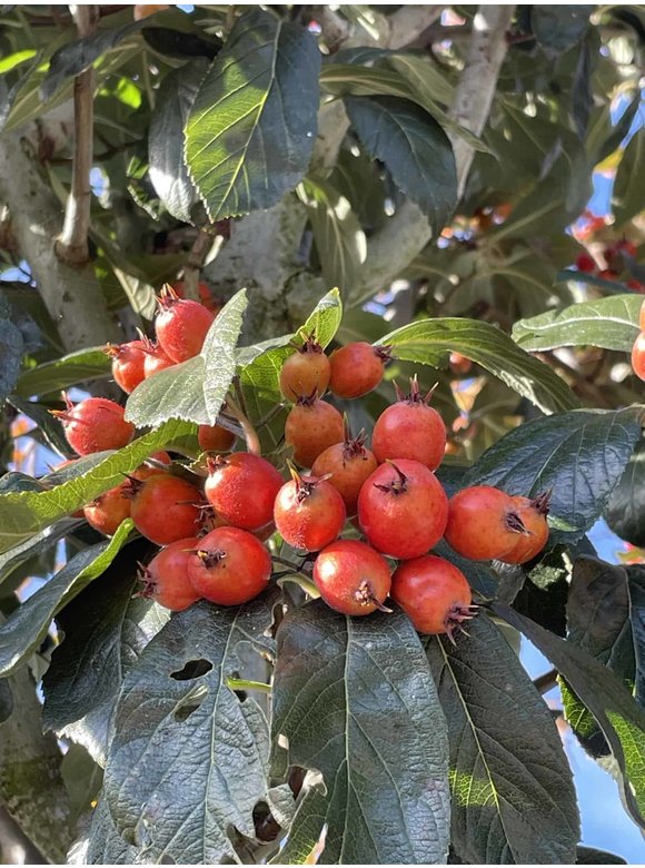 Apfeldorn - Lederblättrigen Weißdorn | Crataegus lavallei 'Carrierei' Apfeldorn - Lederblättrigen Weißdorn | Crataegus lavallei 'Carrierei'