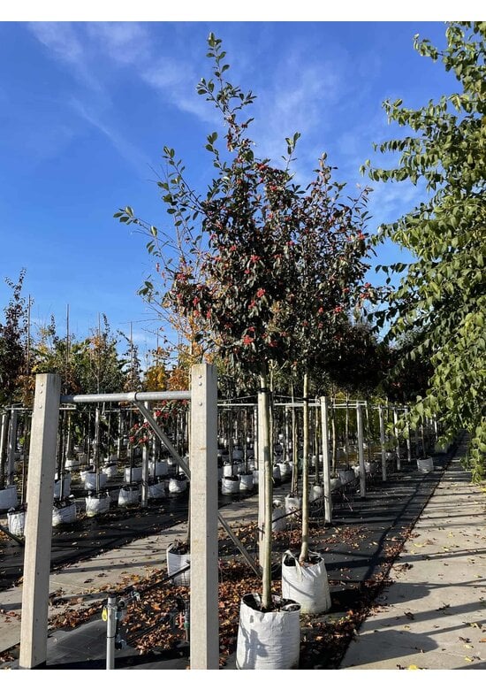 Apfeldorn - Lederblättrigen Weißdorn | Crataegus lavallei 'Carrierei'