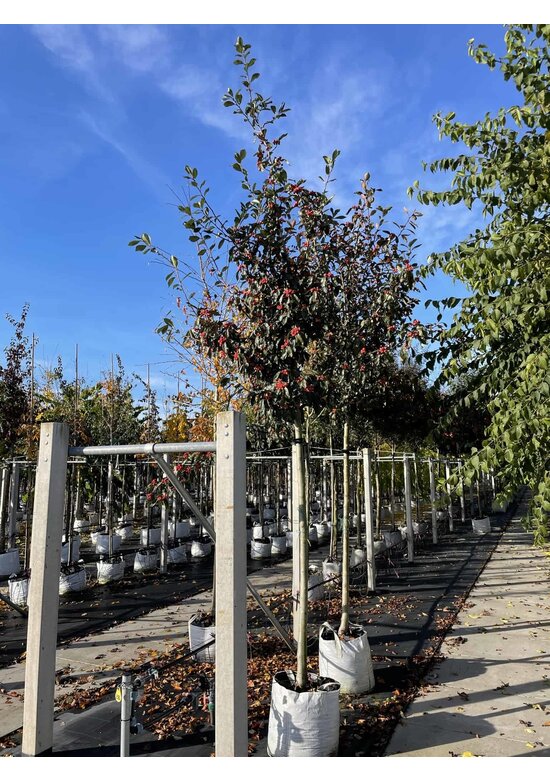 Apfeldorn - Lederblättrigen Weißdorn | Crataegus lavallei 'Carrierei'