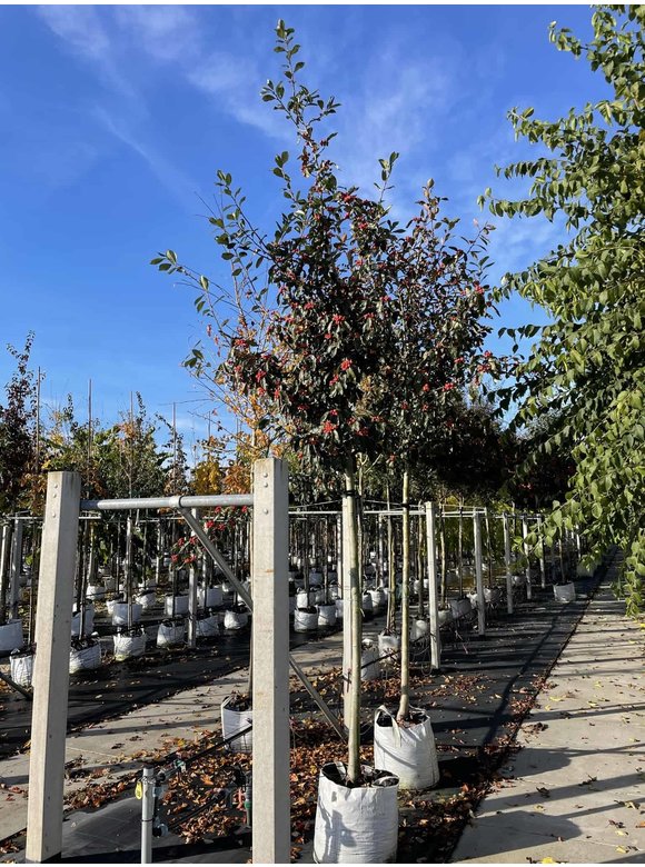 Apfeldorn - Lederblättrigen Weißdorn | Crataegus lavallei 'Carrierei' Apfeldorn - Lederblättrigen Weißdorn | Crataegus lavallei 'Carrierei'