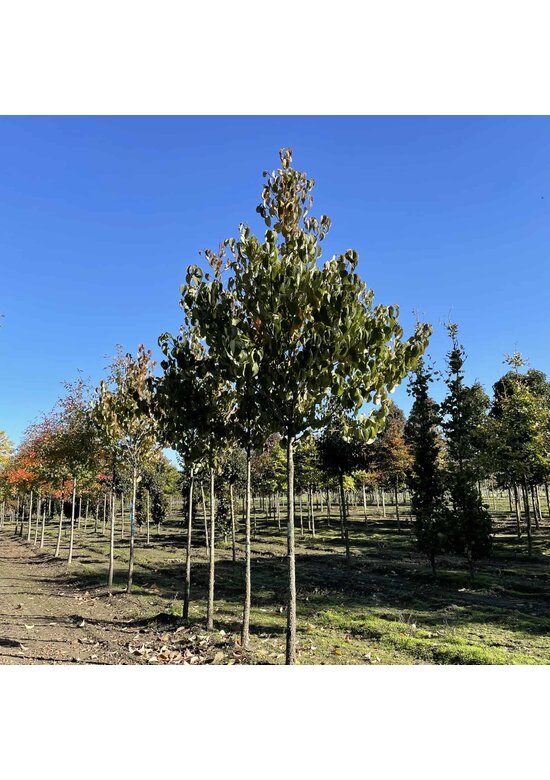 Taschentuchbaum | Davidia involucrata