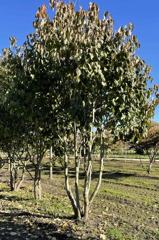 Taschentuchbaum Mehrstämmig | Davidia involucrata