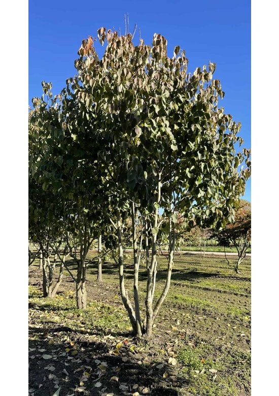 Taschentuchbaum Mehrstämmig | Davidia involucrata