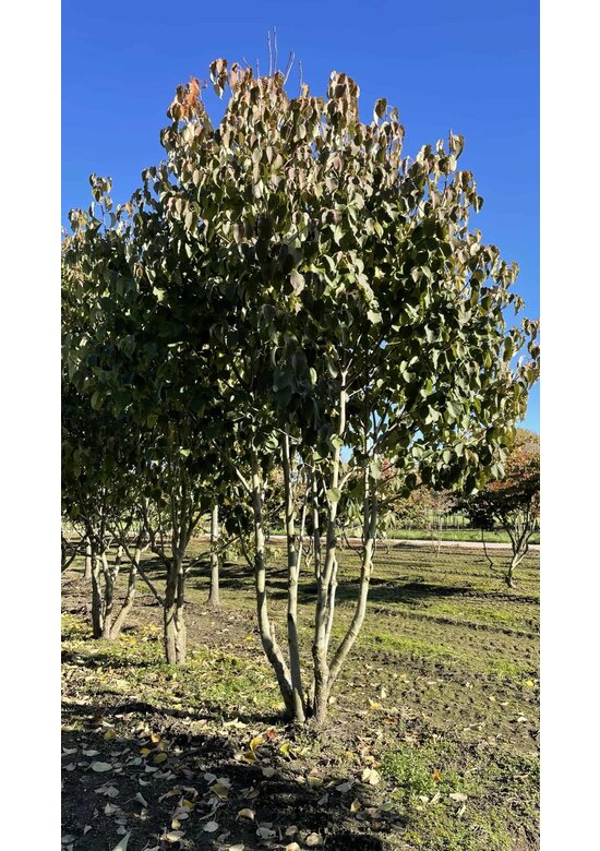 Taschentuchbaum Mehrstämmig | Davidia involucrata