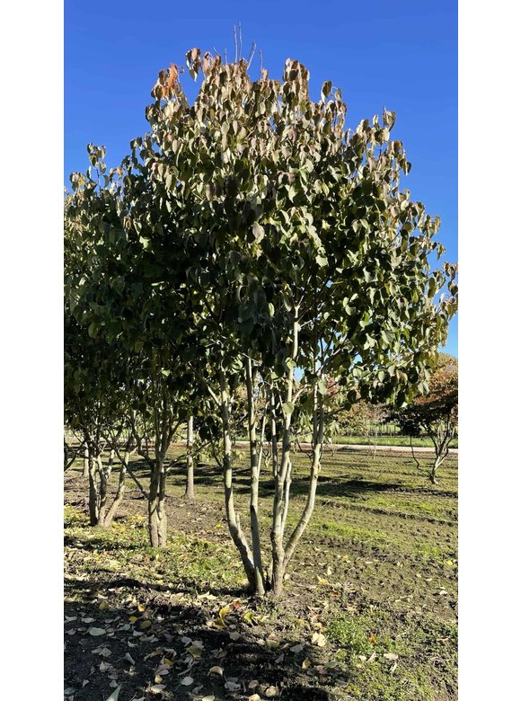 Taschentuchbaum - Mehrstämmig | Davidia involucrata Taschentuchbaum - Mehrstämmig | Davidia involucrata