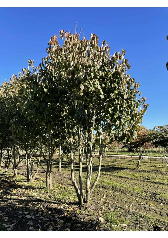 Taschentuchbaum Mehrstämmig | Davidia involucrata