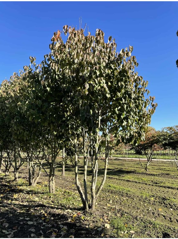 Taschentuchbaum - Mehrstämmig | Davidia involucrata Taschentuchbaum - Mehrstämmig | Davidia involucrata
