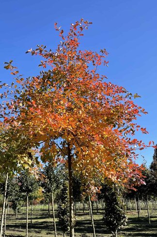 Wald-Tupelobaum - Schwarzer-Tupelobaum | Nyssa sylvatica