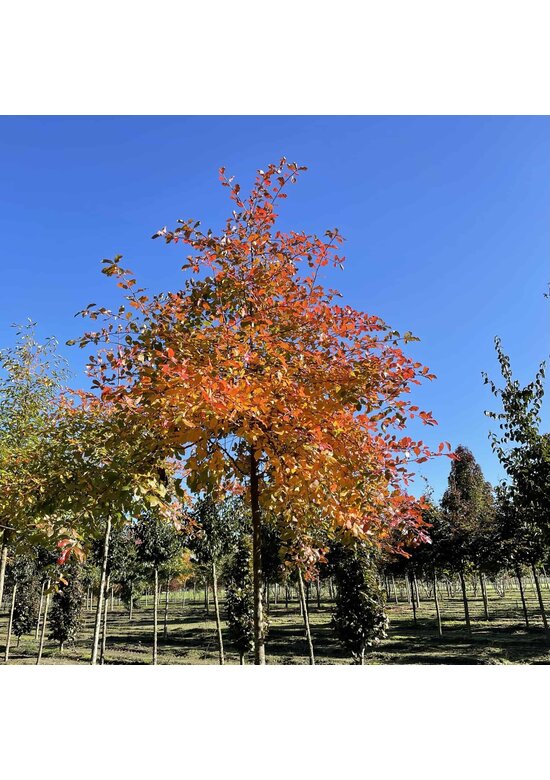 Wald-Tupelobaum - Schwarzer-Tupelobaum | Nyssa sylvatica