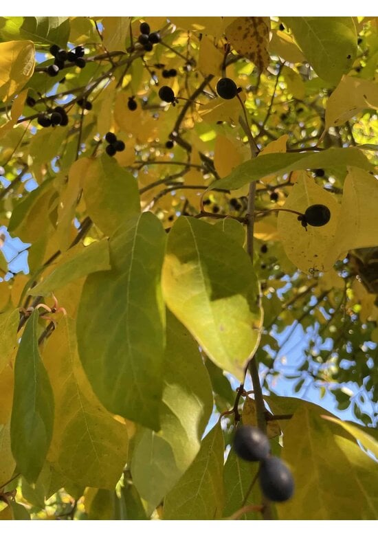 Wald-Tupelobaum - Schwarzer-Tupelobaum | Nyssa sylvatica