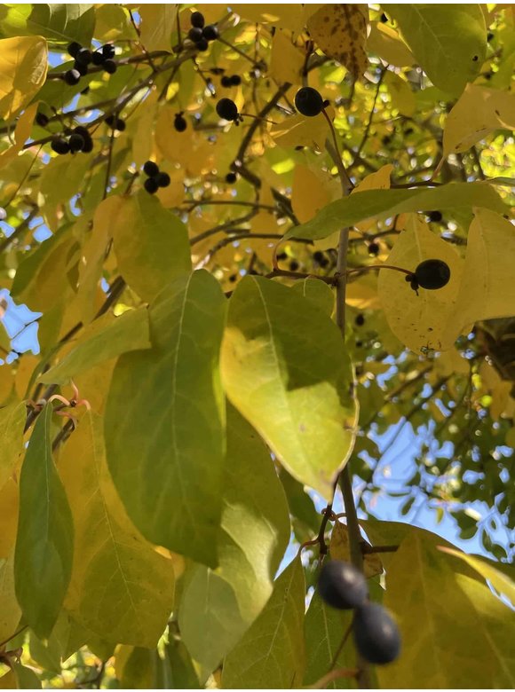 Wald-Tupelobaum - Schwarzer-Tupelobaum | Nyssa sylvatica Wald-Tupelobaum - Schwarzer-Tupelobaum | Nyssa sylvatica