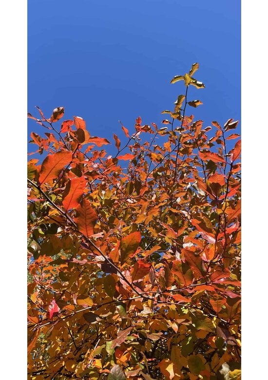 Wald-Tupelobaum - Schwarzer-Tupelobaum | Nyssa sylvatica