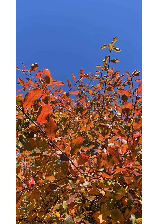 Wald-Tupelobaum - Schwarzer-Tupelobaum | Nyssa sylvatica