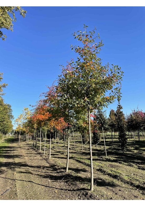 Wald-Tupelobaum - Schwarzer-Tupelobaum | Nyssa sylvatica