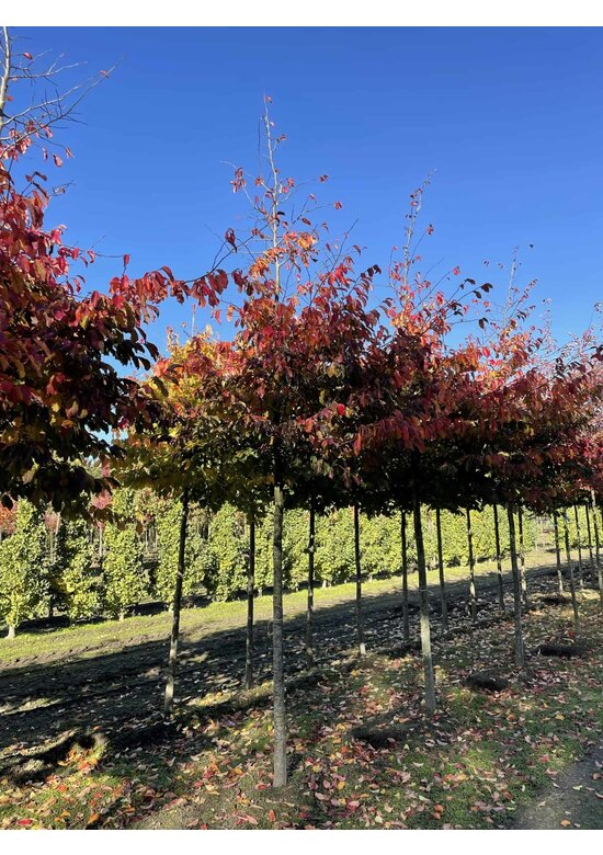 Persischer Eisenholzbaum | Parrotia persica