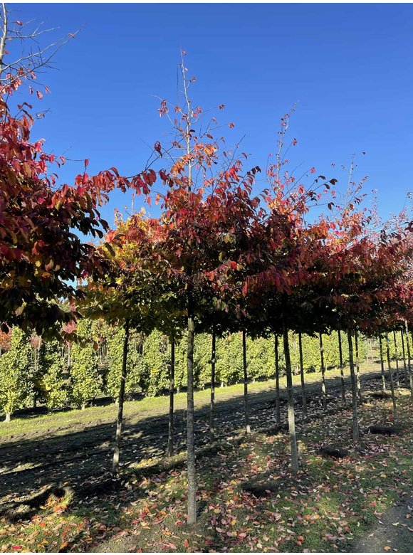 Eisenholzbaum | Parrotia persica Eisenholzbaum | Parrotia persica