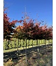 Persischer Eisenholzbaum | Parrotia persica