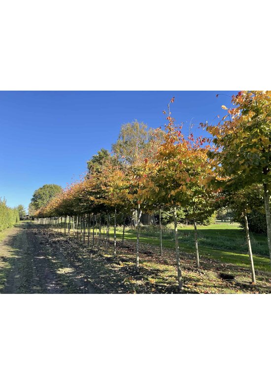 Persischer Eisenholzbaum | Parrotia persica