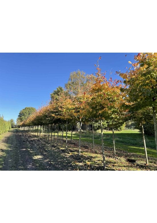 Persischer Eisenholzbaum | Parrotia persica