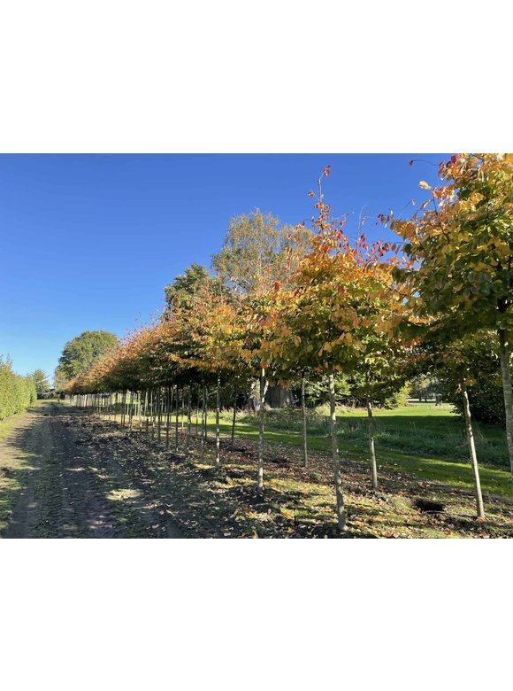 Eisenholzbaum | Parrotia persica Eisenholzbaum | Parrotia persica